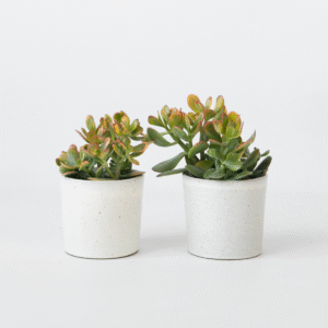 Crassula Ovata 'Sunset' - Set de 2 plantes