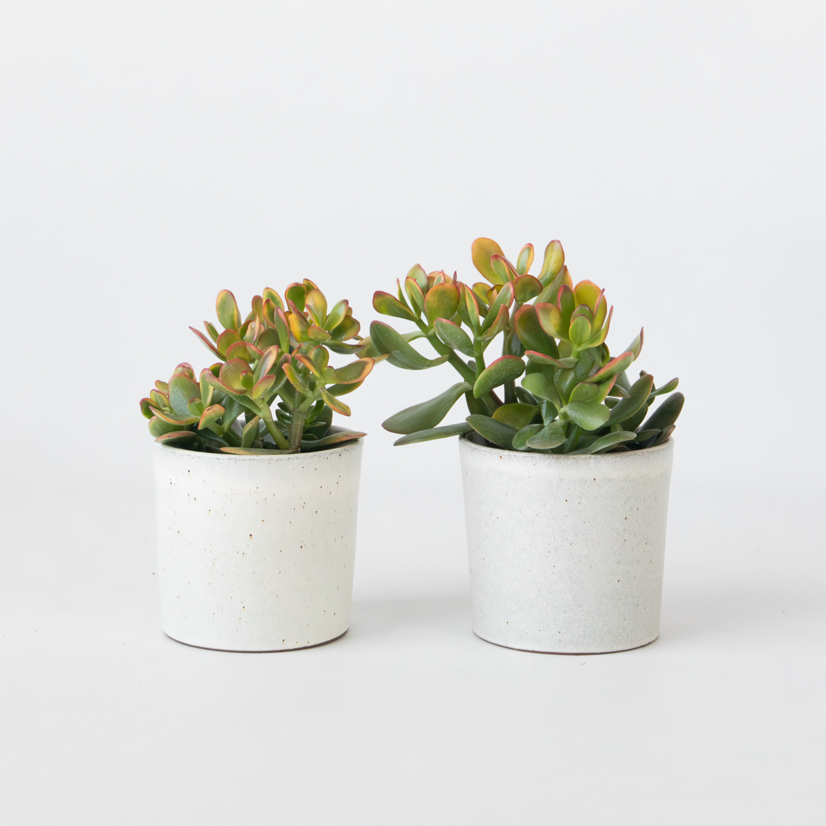 Crassula Ovata ‘Sunset’ – Set de 2 plantes