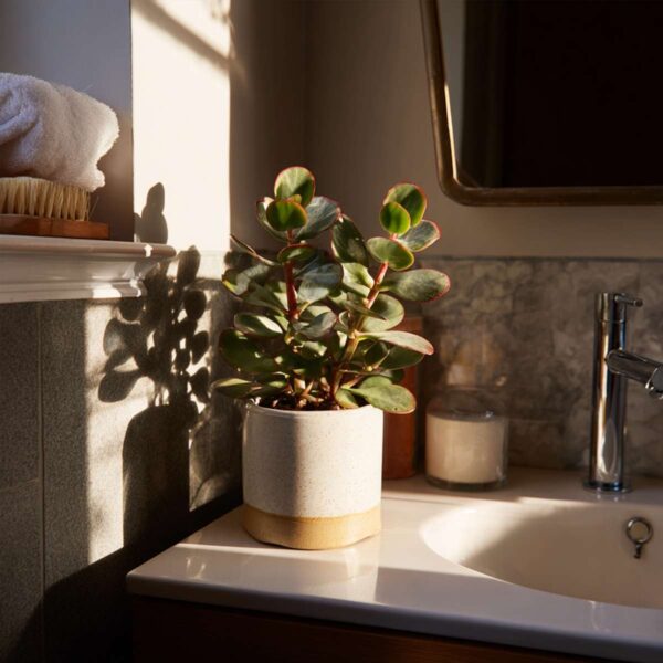 Crassula Ovata 'Sunset' - Set de 2 plantes – Image 7