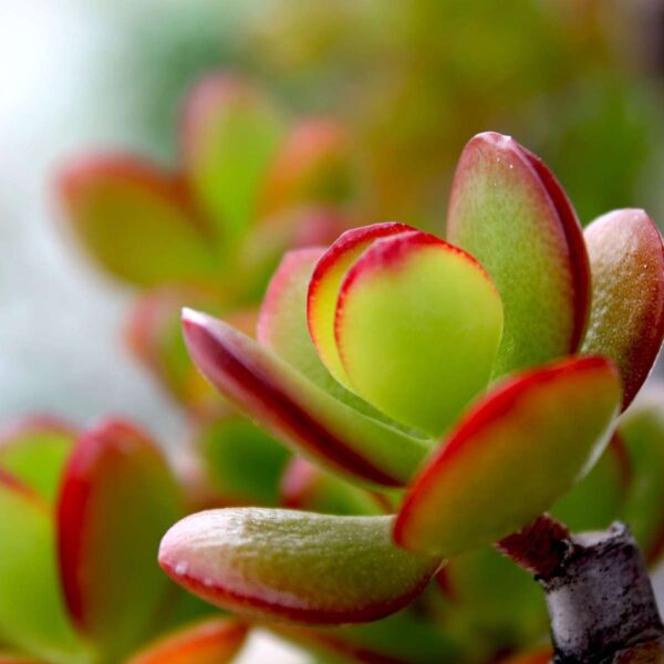 Crassula Ovata 'Sunset' - Set de 2 plantes – Image 9