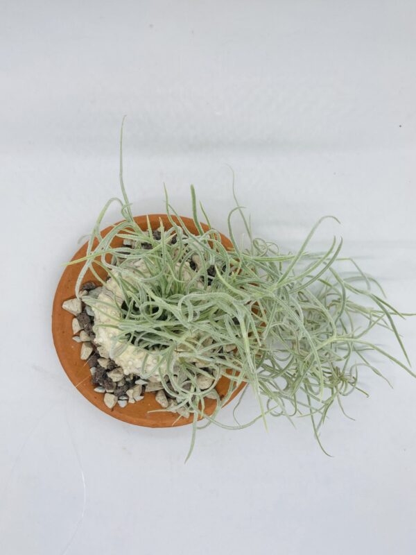 Tillandsia plante méduse suspendue spoutnik – Image 3