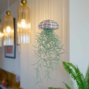 air plant méduse tillandsia livraison rapide