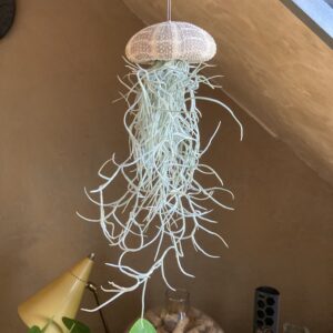 air plant prix et entretien