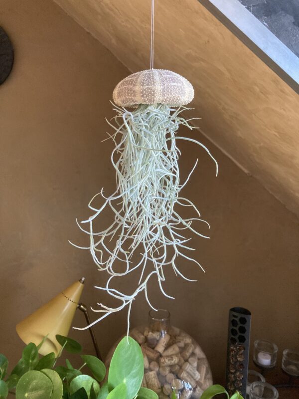 air plant prix et entretien