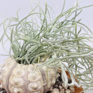 Acheter des Tillandsia à petit prix