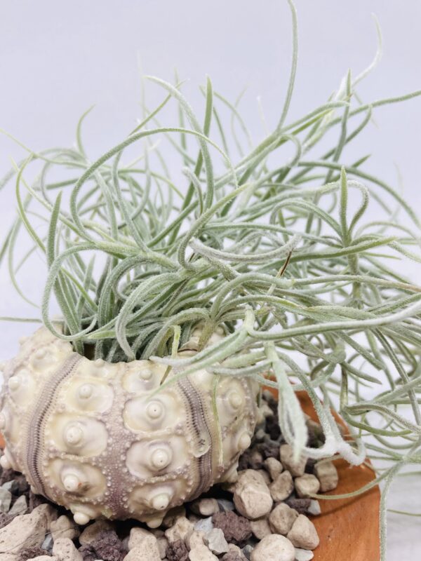Acheter des Tillandsia à petit prix
