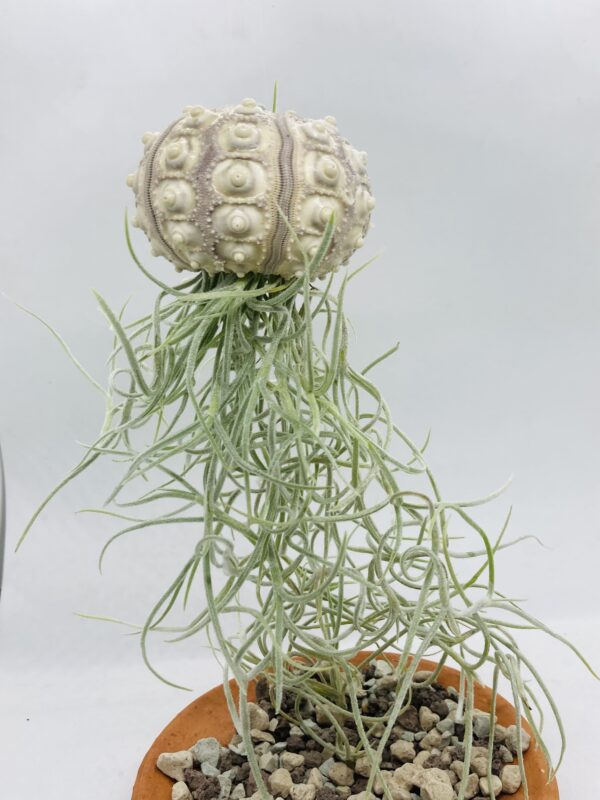 Tillandsia plante méduse suspendue spoutnik – Image 2