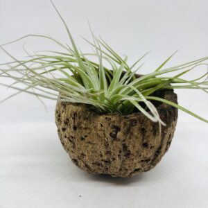 plante Tillandsia en pot original idée de cadeau