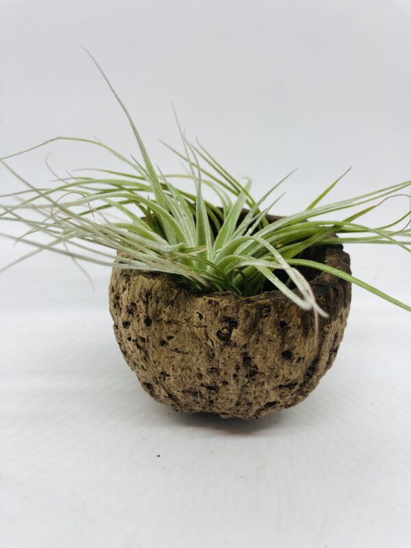 plante Tillandsia en pot original idée de cadeau