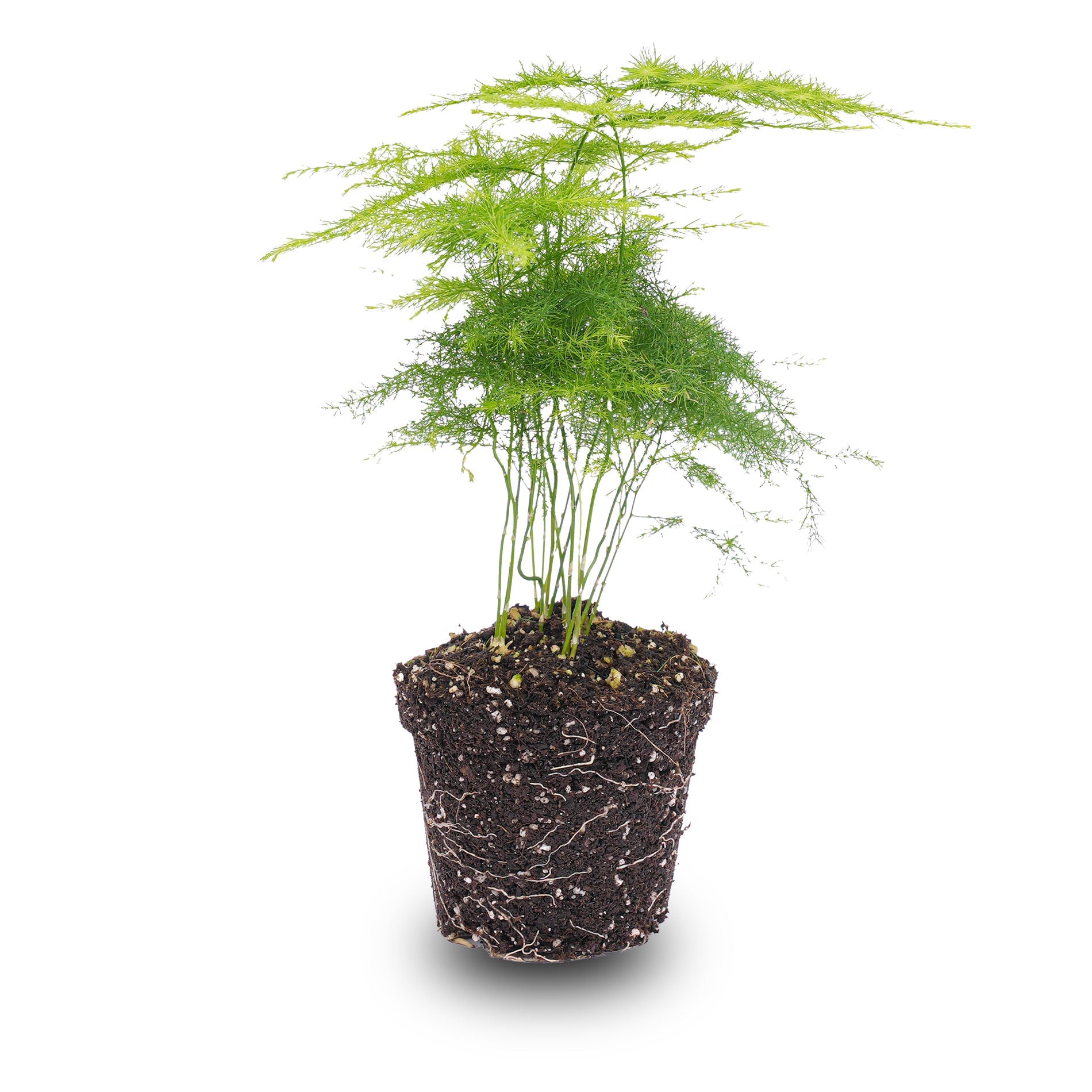 Asparagus – Pot de 6 Cm – 15-20 Cm