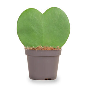 Hoya Kerrii  ↑ 10 Cm - ⌀ 6 Cm