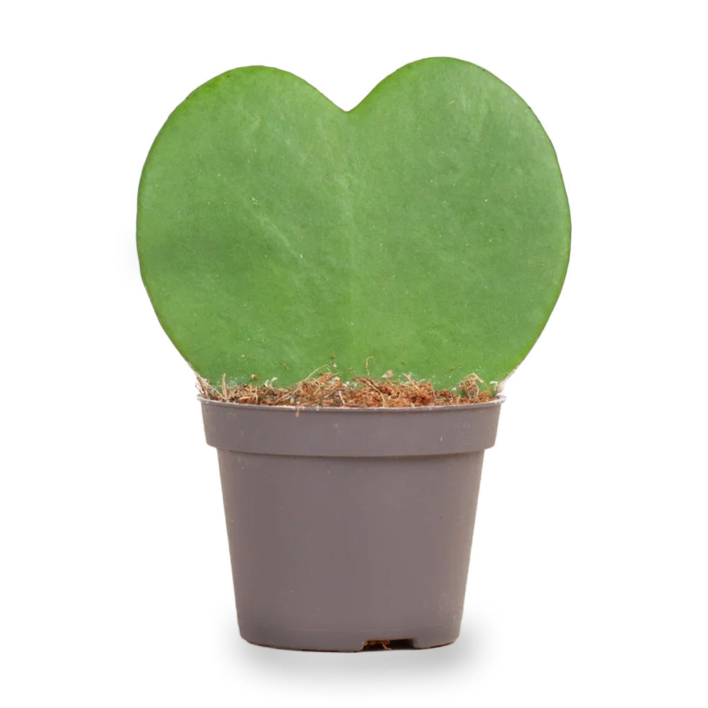 Hoya Kerrii  ↑ 10 Cm – ⌀ 6 Cm
