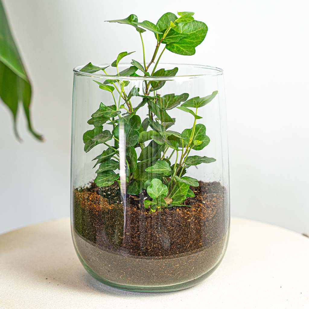 Vase Martin – Diy terrarium Kit – ↑ 17 Cm