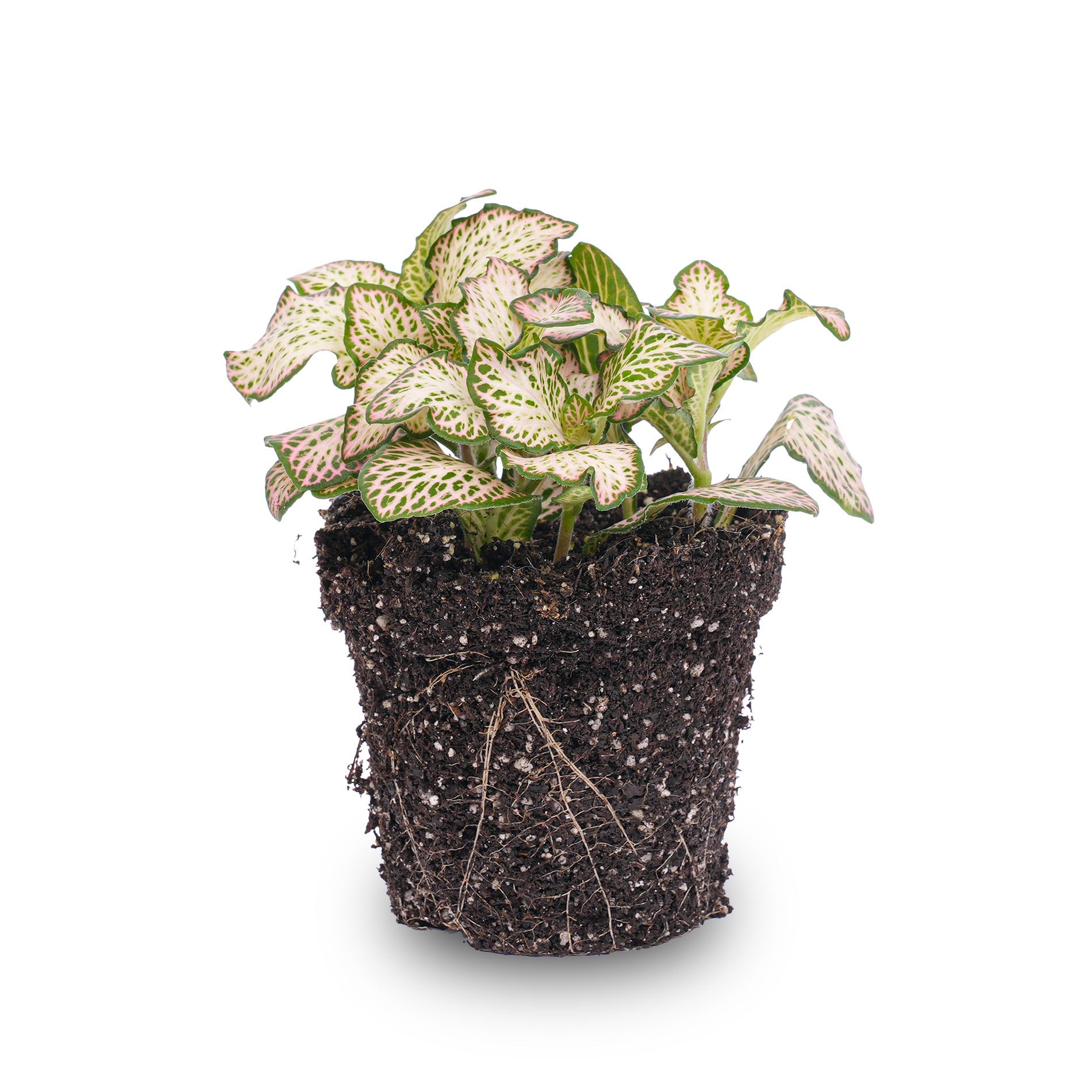 Fittonia Pink Tiger – plante mosaïque pour terrarium