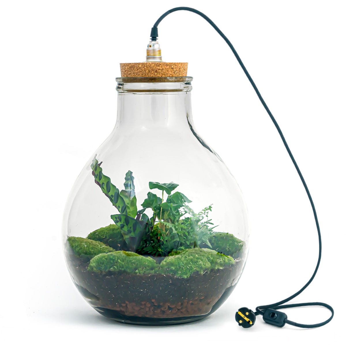 Terrarium Diy Kit – Big Paul Jungle –  ↑ 40 Cm