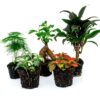 Plantes Terrarium Set 5 pcs – Ficus Ginseng Bonsai, Palmier, Asperge, Fittonia Rouge & Blanche