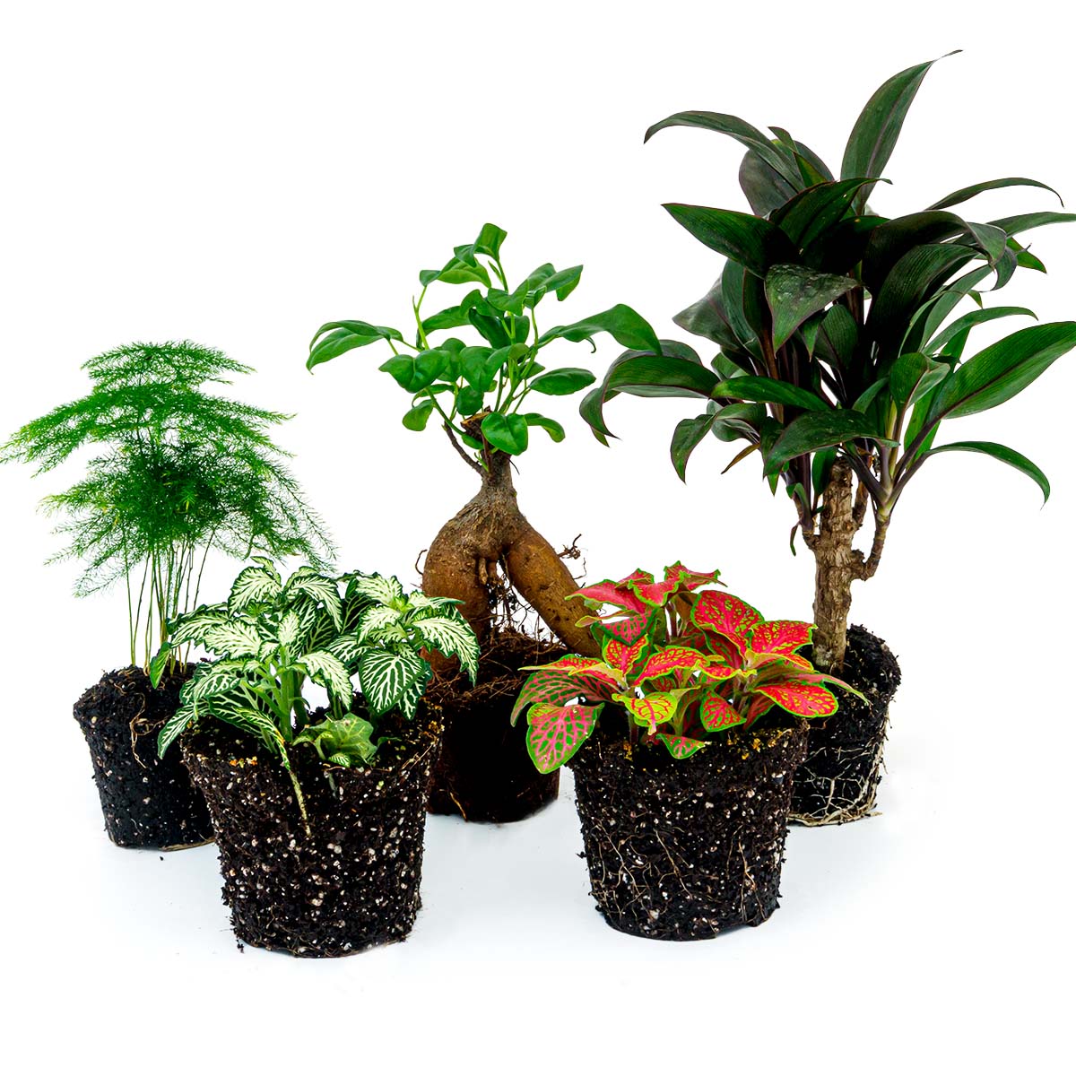 Plantes Terrarium Set – Bonsai – 5 Pc – Ficus Ginseng Bonsai – Palm – Asparagus – Red & White Fittonia