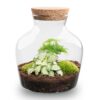 Terrarium Diy Kit - Little Joe - Bottle Garden - ↑ 21.5 Cm – Image 3