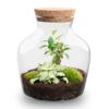 Terrarium Diy Kit - Little Joe - Bottle Garden - ↑ 21.5 Cm – Image 4