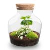 Terrarium Diy Kit - Little Joe - Bottle Garden - ↑ 21.5 Cm – Image 5