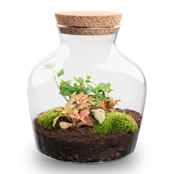 Terrarium Diy Kit - Little Joe - Bottle Garden - ↑ 21.5 Cm – Image 6