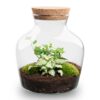 Terrarium Diy Kit - Little Joe - Bottle Garden - ↑ 21.5 Cm – Image 7