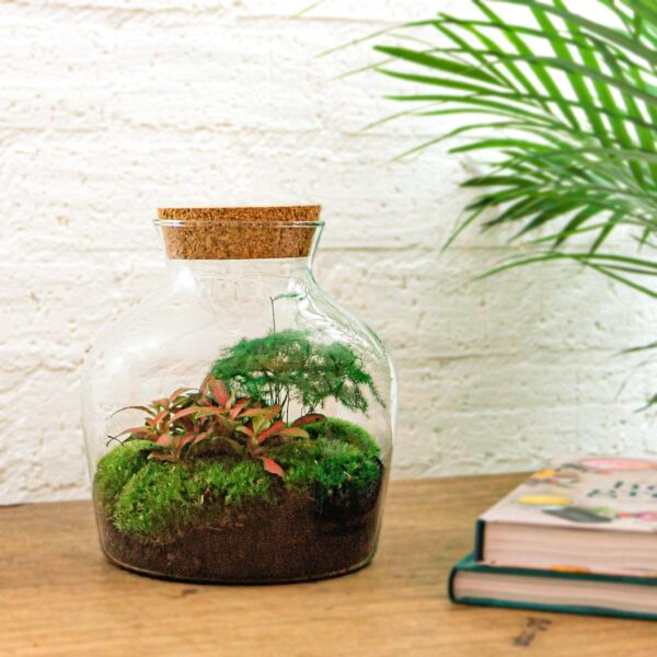 Terrarium Diy Kit - Little Joe - Bottle Garden - ↑ 21.5 Cm – Image 8