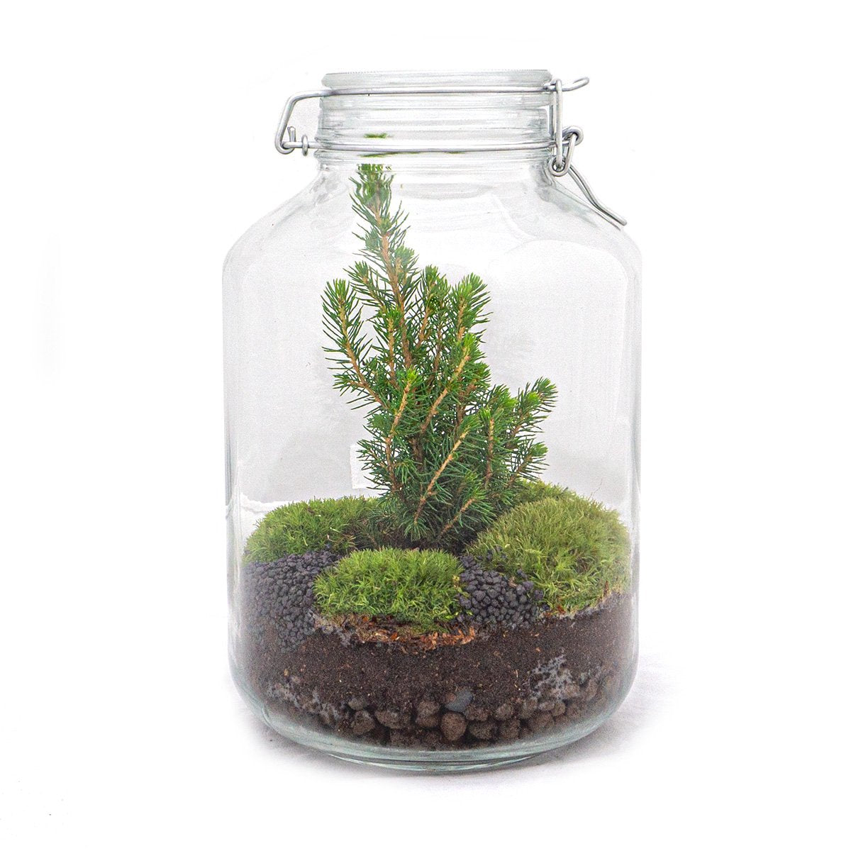 Jar Terrarium Kit – Christmas Tree – Bottle Garden -↑ 28 Cm