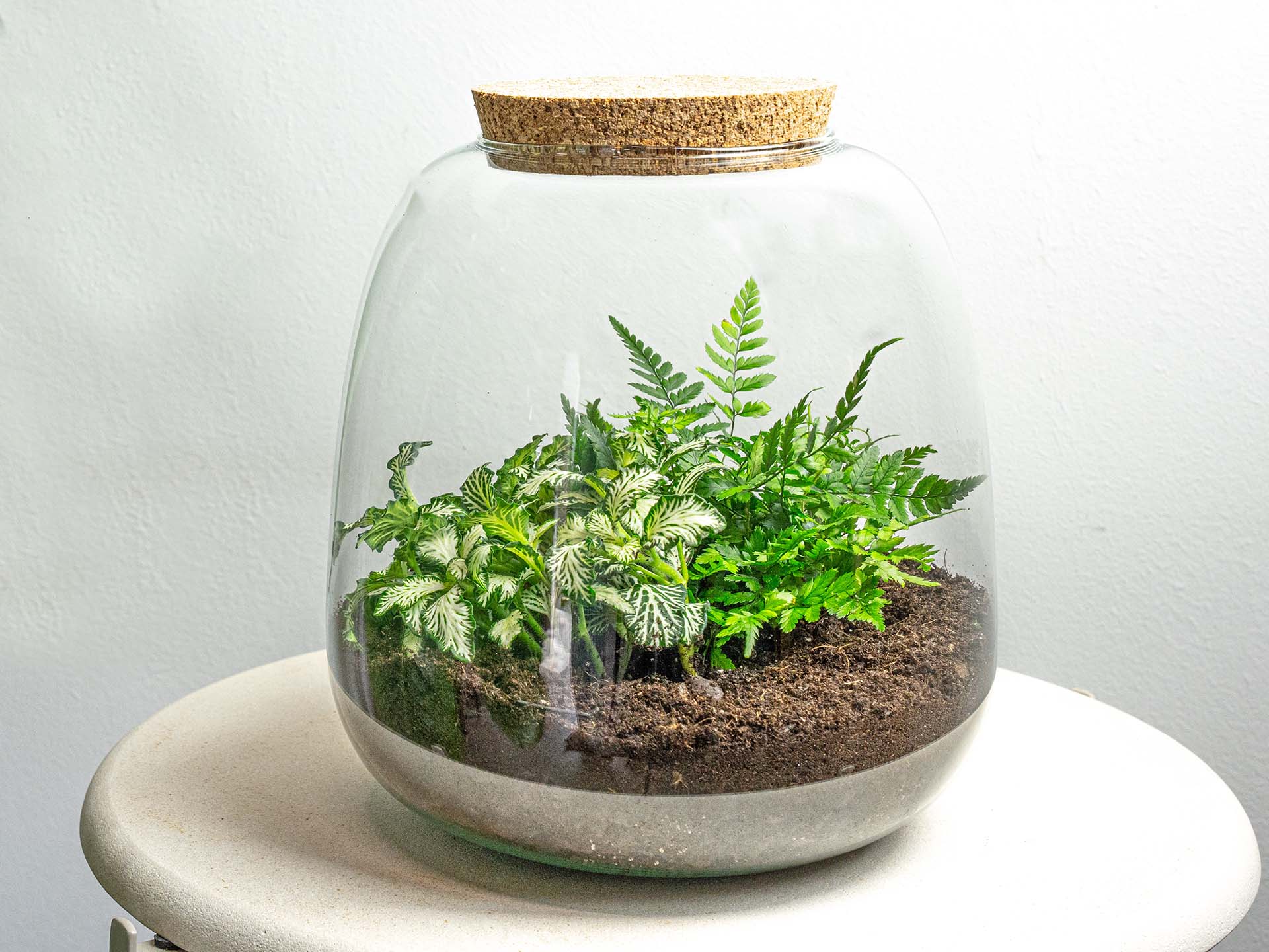 Emma Mini terrarium ↑ 20 Cm – Ø 19 Cm