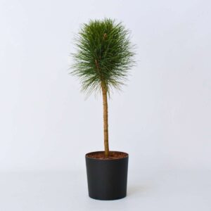 Pinus Summer Breeze - Pin nain