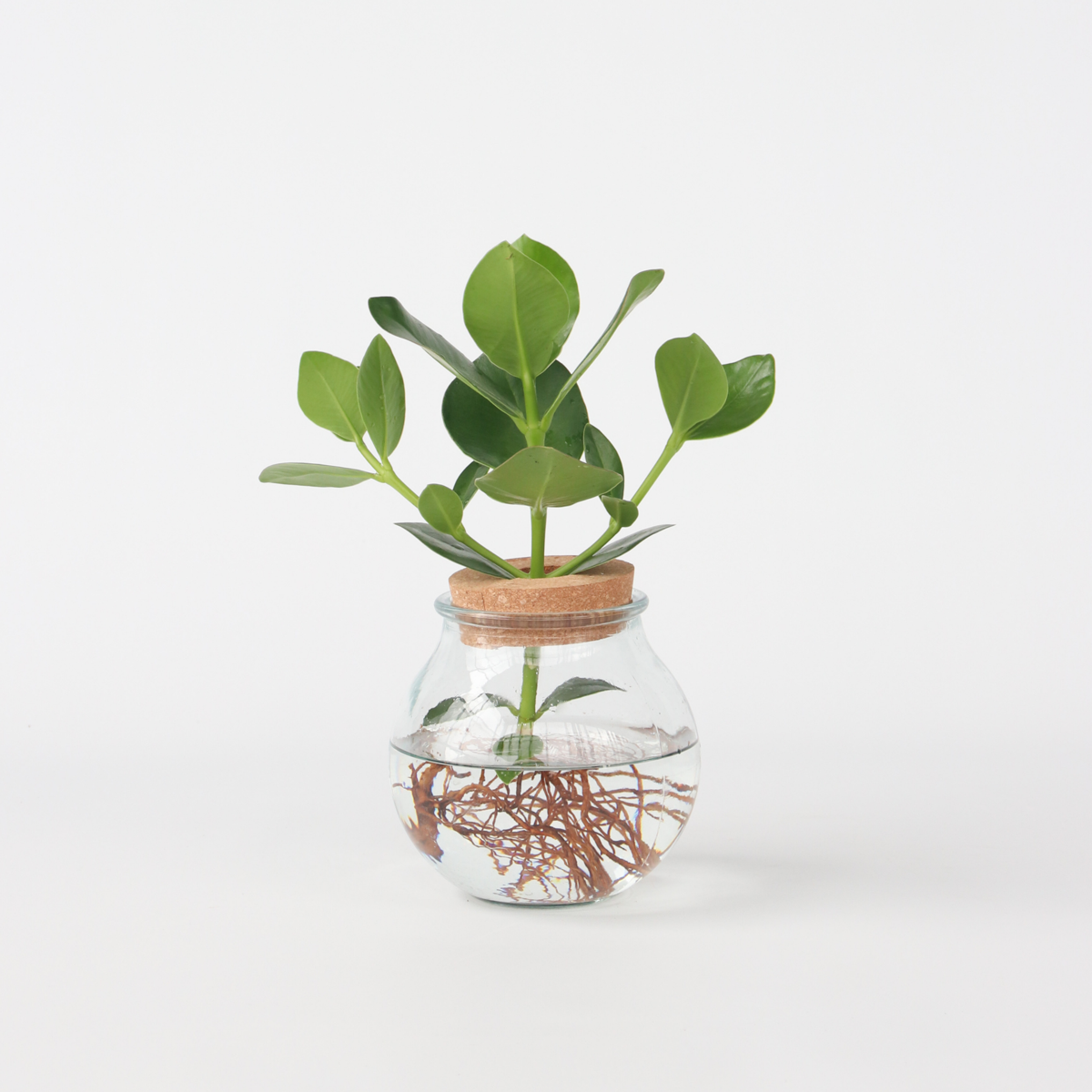 Clusia en verre – Hydroponie