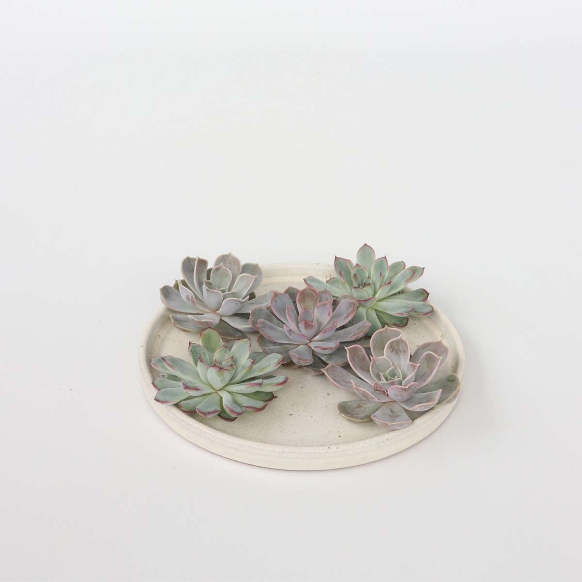 Echeveria Diy Mix 5