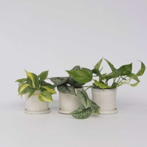 Mélange d'Epipremnum - Set de 3