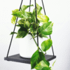 Mélange d'Epipremnum - Set de 3 – Image 5