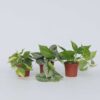 Mélange d'Epipremnum - Set de 3 – Image 6