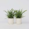 Nephrolepis Duffi - Krulvaren - Set Van 2