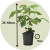 Rubus 'Tayberry' - Ensemble de 3 - Framboises – Image 3