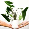 Alocasia 'Zebrina'  - Olifantsoor – Image 2