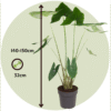 Alocasia 'Zebrina'  - Olifantsoor – Image 3