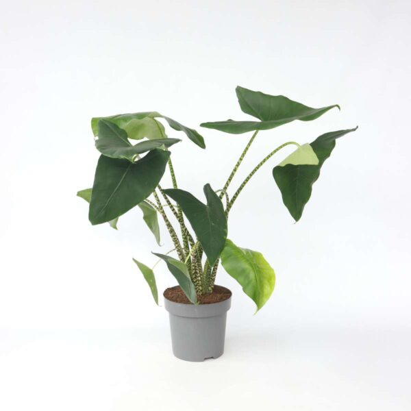 Alocasia 'Zebrina'  - Olifantsoor – Image 6