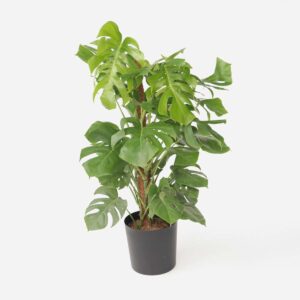 Monstera Deliciosa - Gatenplant