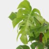 Monstera Deliciosa - Gatenplant – Image 4