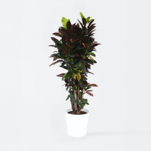 Codiaeum Variegatum - Croton - Codiaeum Iceton
