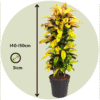 Codiaeum Variegatum - Croton - Codiaeum Iceton – Image 3