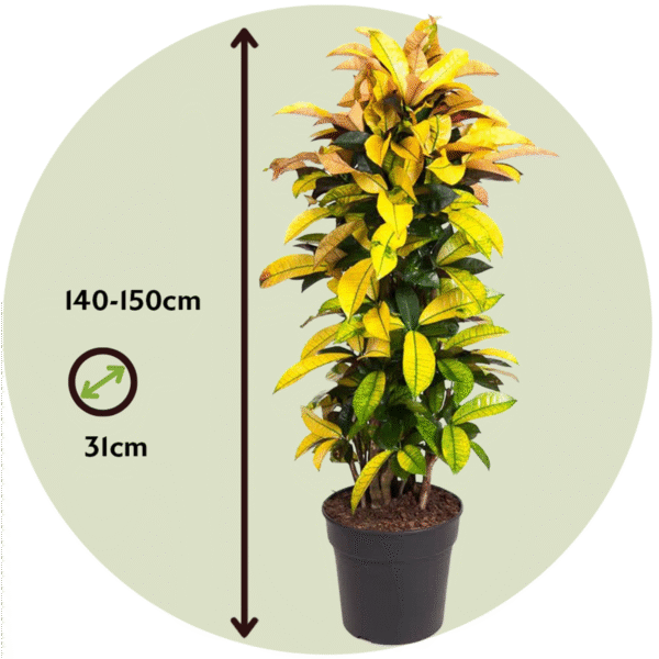 Codiaeum Variegatum - Croton - Codiaeum Iceton – Image 3