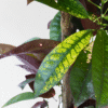 Codiaeum Variegatum - Croton - Codiaeum Iceton – Image 4
