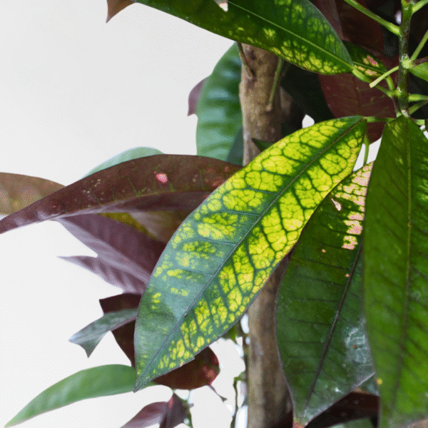 Codiaeum Variegatum - Croton - Codiaeum Iceton – Image 4