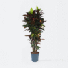 Codiaeum Variegatum - Croton - Codiaeum Iceton – Image 6