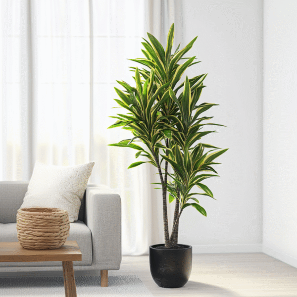 Dracaena Fragrans Cintho - Drakenboom – Image 2