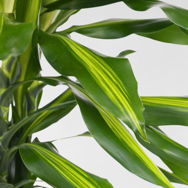 Dracaena Fragrans Cintho - Drakenboom – Image 4